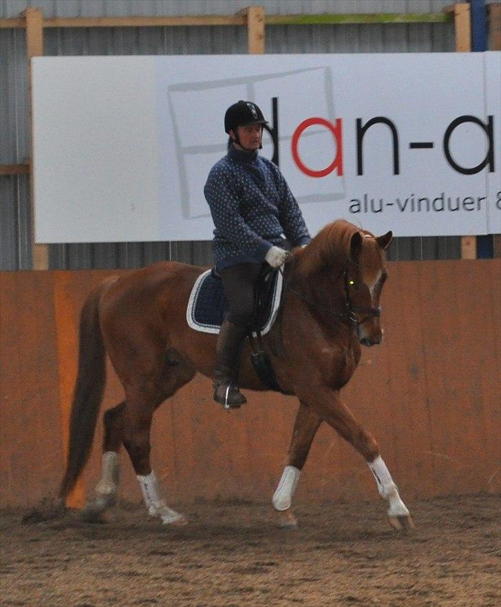 Trakehner Prins Ib Firfod - Pif i skridt med min far/ridelærer (: billede 4