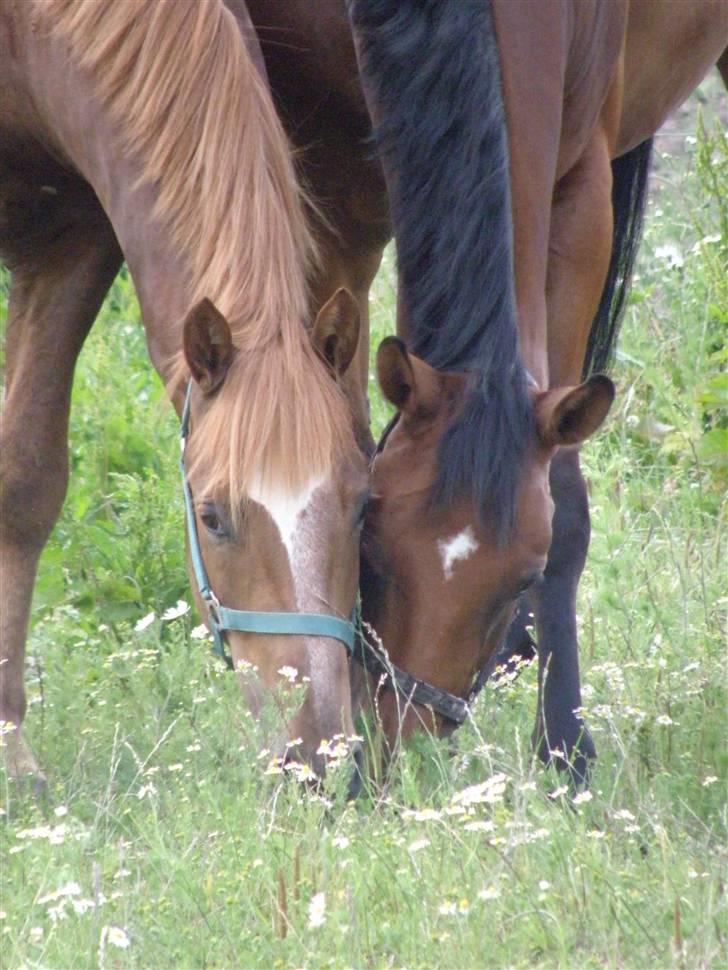 Trakehner Prins Ib Firfod - Pif og hans "moar" Bailey (min mors vallak) har adopteret ham :D billede 5