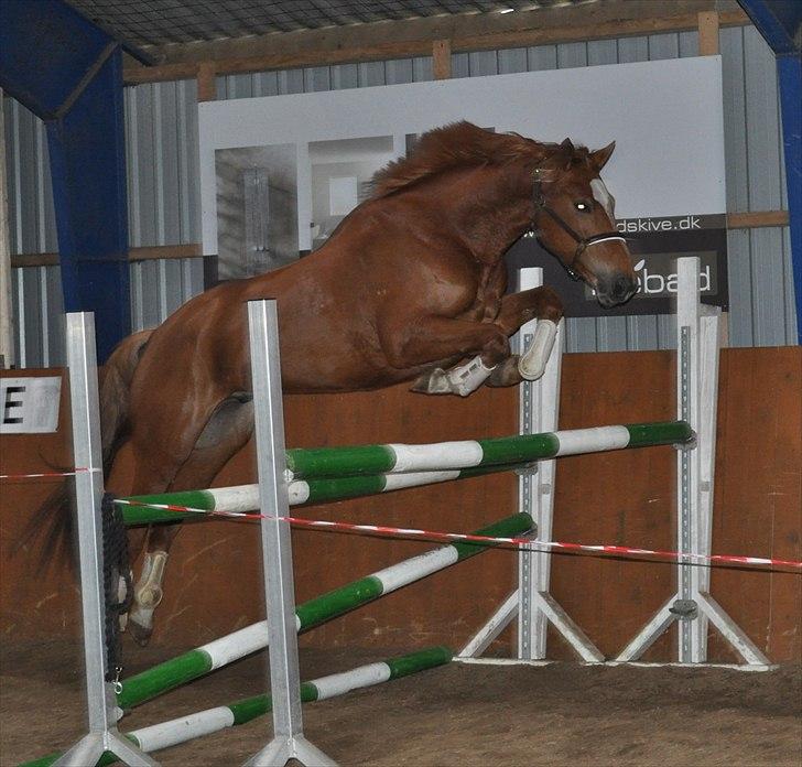 Trakehner Prins Ib Firfod - Hvem siger en dressurhest ikke også kan springe? :D billede 9