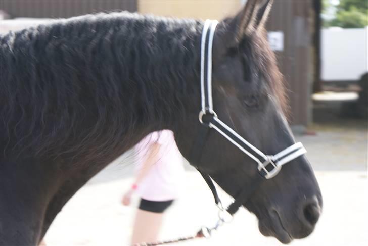 Frieser Kalif - kalif´s smukke hoved billede 6