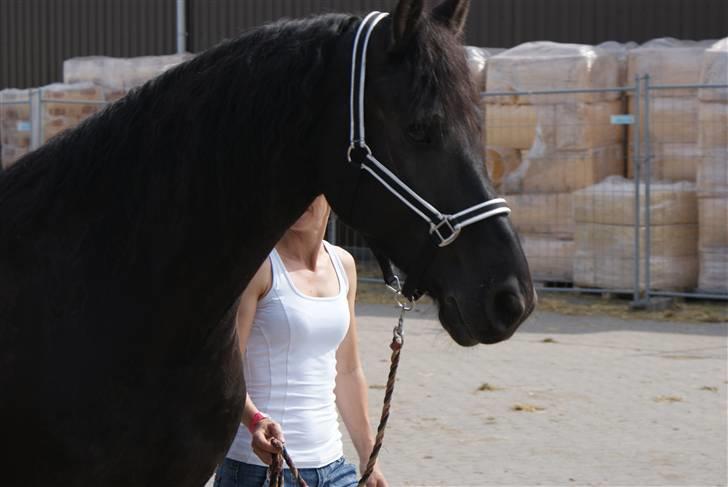 Frieser Kalif - hans smukke hoved igeen<3 billede 7