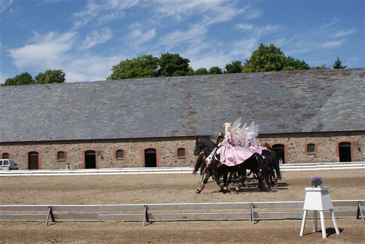 Frieser Kalif - traver i en lang række... billede 12