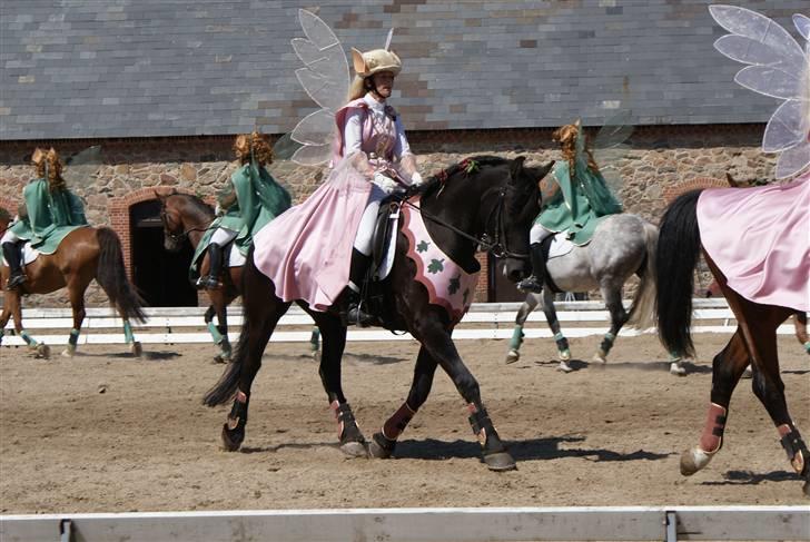 Frieser Kalif - traver i række billede 13