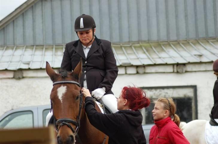 Dansk Varmblod Coleman *HIMMELHEST* billede 2