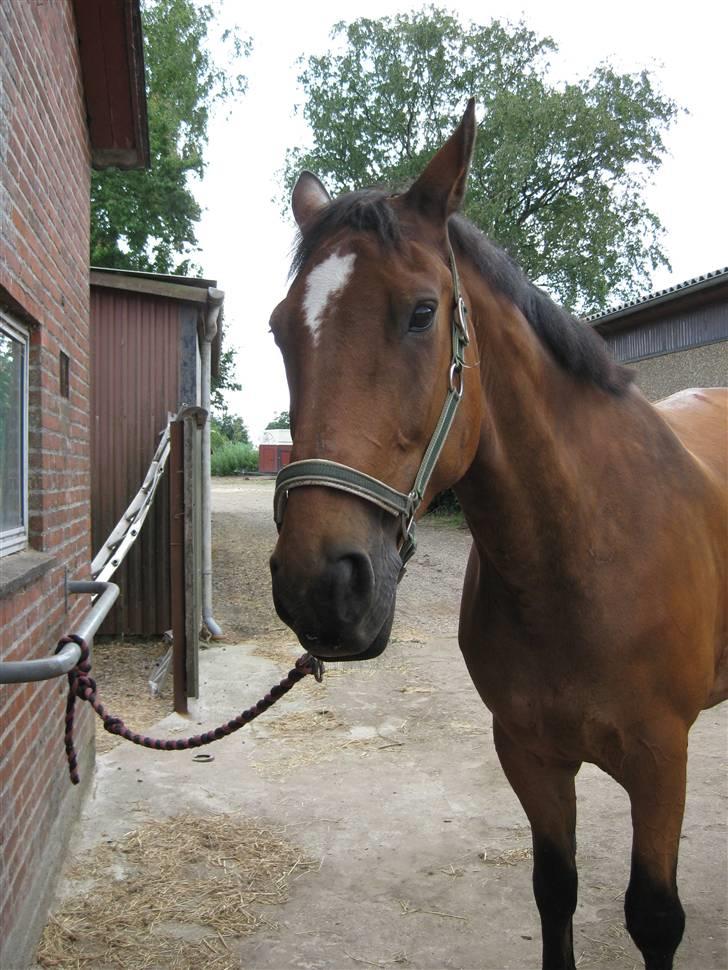 Dansk Varmblod Coleman *HIMMELHEST* billede 7