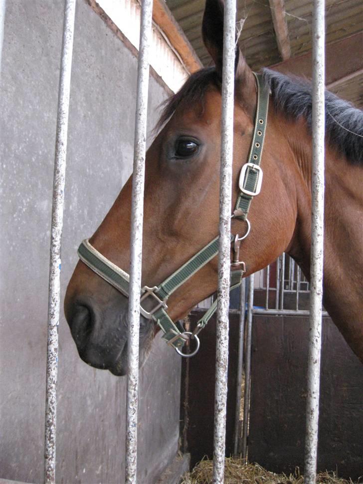 Dansk Varmblod Coleman *HIMMELHEST* billede 8