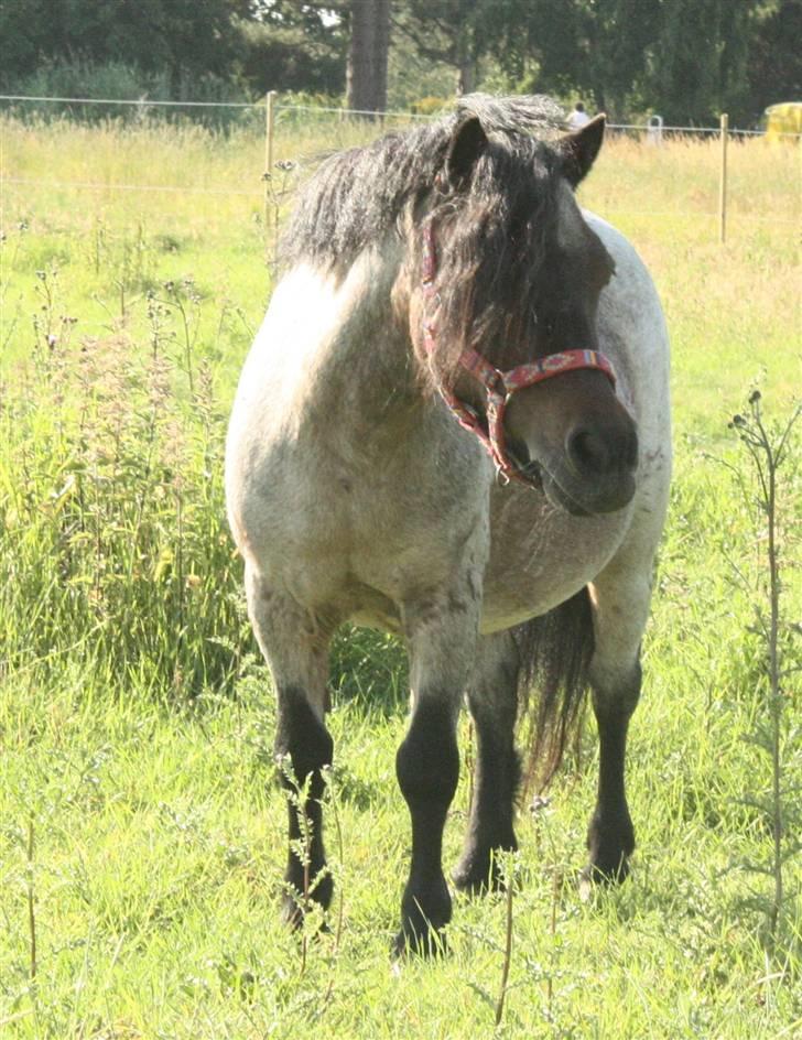 Shetlænder † Bakkegårdens Faster † - 1/7 09: SMUK som bare Faen:-) billede 16