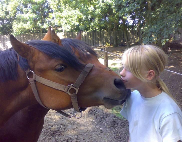 Welsh Pony af Cob-type (sec C) Steven Seagal *SOLGT* - Ja... Vi er 2 der kysser Sarah på en gang, en lille trekant he he billede 3