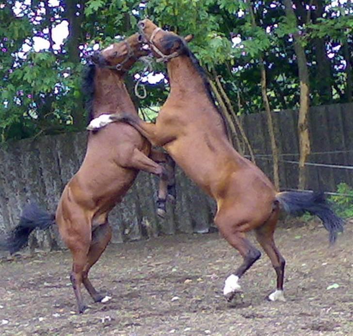 Welsh Pony af Cob-type (sec C) Steven Seagal *SOLGT* - En lille fight siger jeg ikke nej til, kom bare an så skal jeg ordne jer he he. Leger med min halv-bror Kurt Russell billede 5