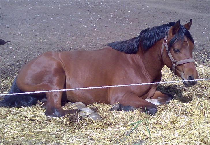 Welsh Pony af Cob-type (sec C) Steven Seagal *SOLGT* - En lille lur i solen billede 10