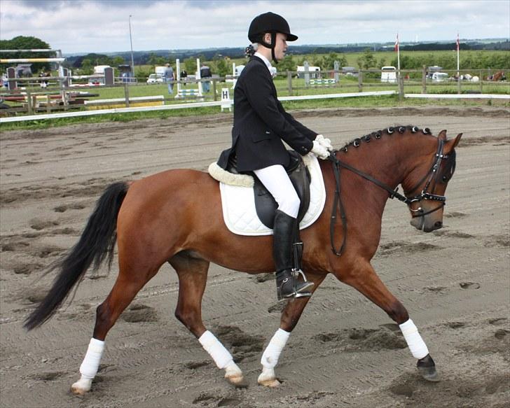 Welsh Pony af Cob-type (sec C) Steven Seagal *SOLGT* - Steven Seagal Dressur stævne billede 11