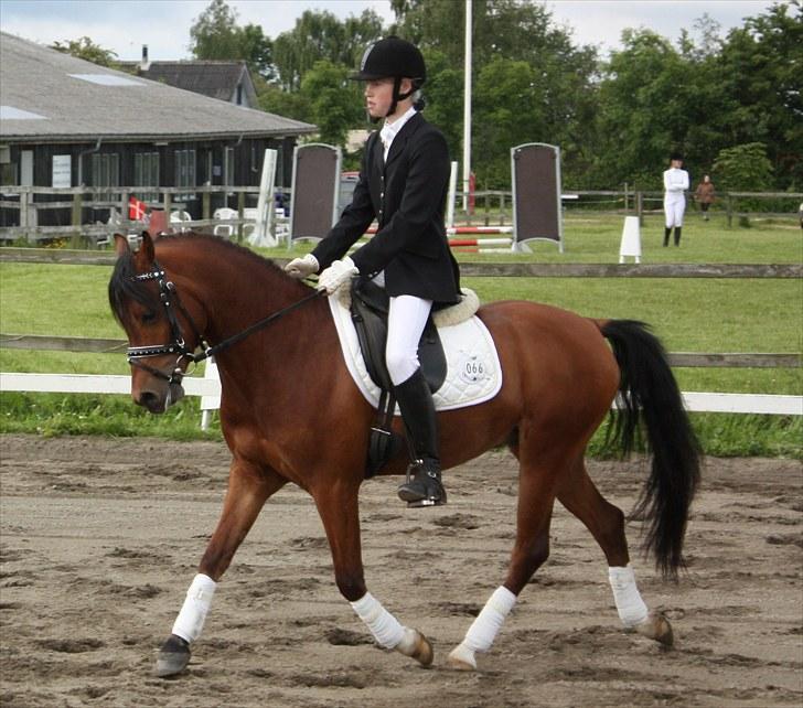 Welsh Pony af Cob-type (sec C) Steven Seagal *SOLGT* - Billede af Steven Seagal  til dressur stævne billede 12