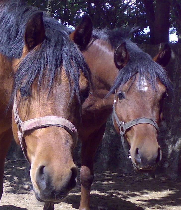 Welsh Pony af Cob-type (sec C) Steven Seagal *SOLGT* - Mig og min dejlige halv-bror Kurt Russell billede 15