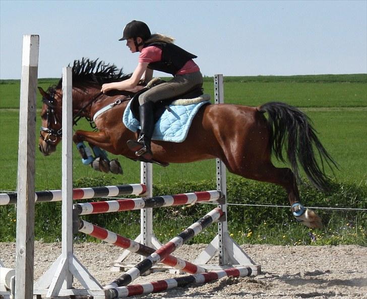 Welsh Pony af Cob-type (sec C) Steven Seagal *SOLGT* - Spring LA** højde han er super over springet billede 17