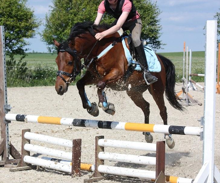 Welsh Pony af Cob-type (sec C) Steven Seagal *SOLGT* - Skal være sikker på ikke at røre bummene he he billede 18