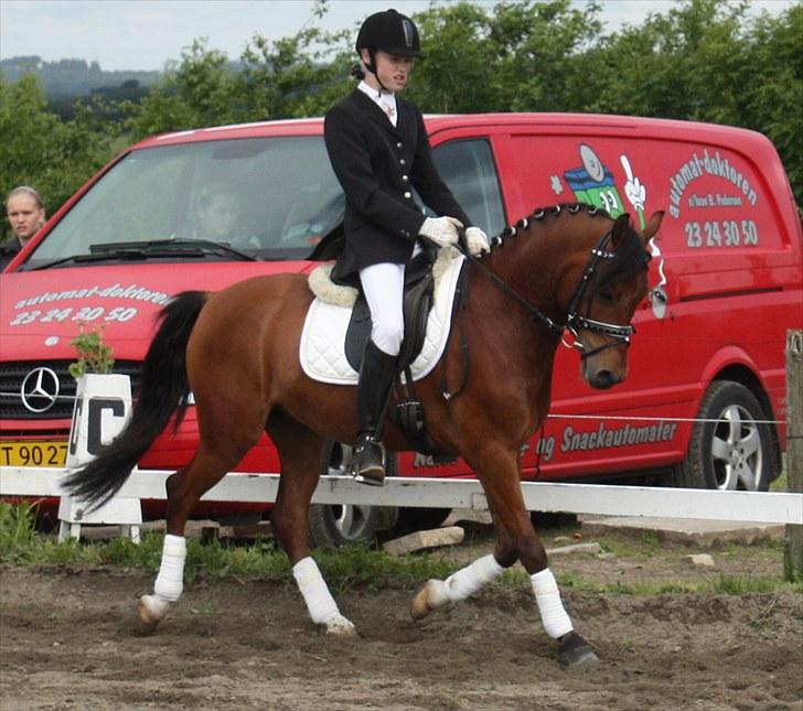 Welsh Pony af Cob-type (sec C) Steven Seagal *SOLGT* - dressur stævne fik en flot placering blev nr 3 billede 20