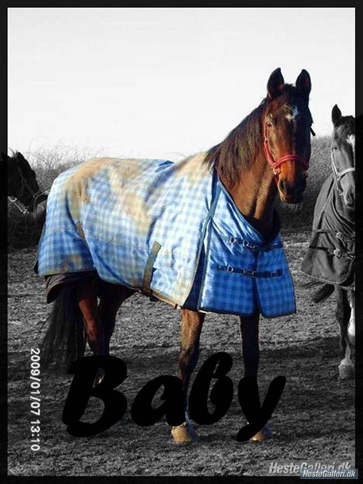Dansk Varmblod † Pachanga(Baby) † - Vinteren 08/09  billede 20