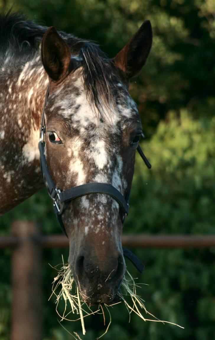 Knabstrupper Plette (solgt) billede 14