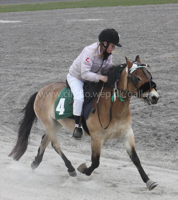 Gotlandsruss Bobbi *solgt & savnet* - Bobbi&Caroline i monté løb. Foto: Cindy Ida Larsen. billede 10