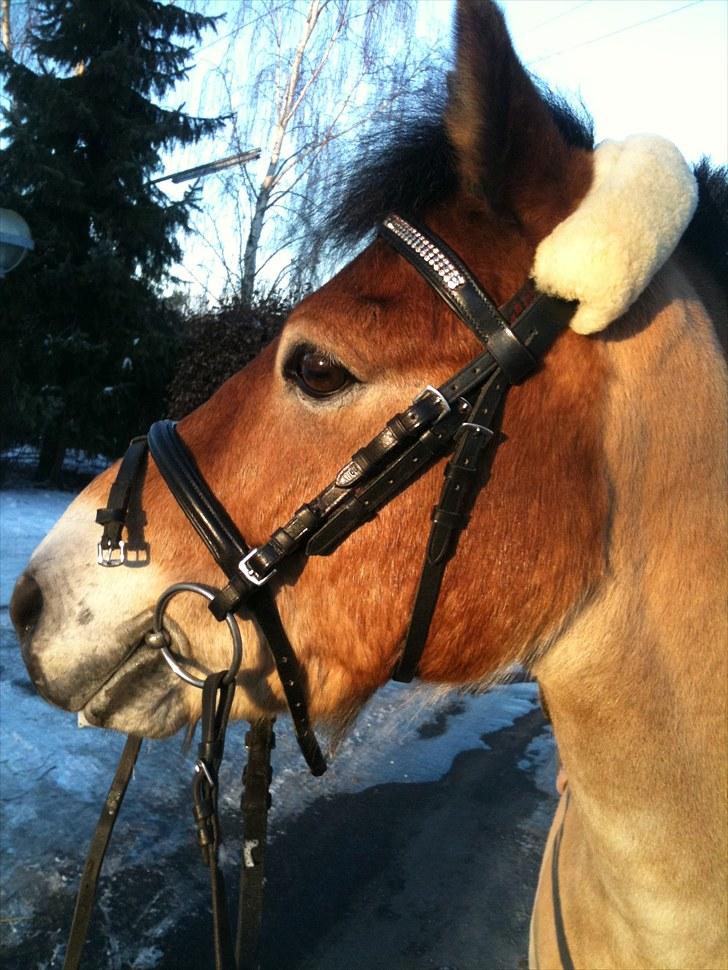 Gotlandsruss Bobbi *solgt & savnet* - Bobbi i vinters. Foto: Caroline Slivsgaard Winther. billede 11