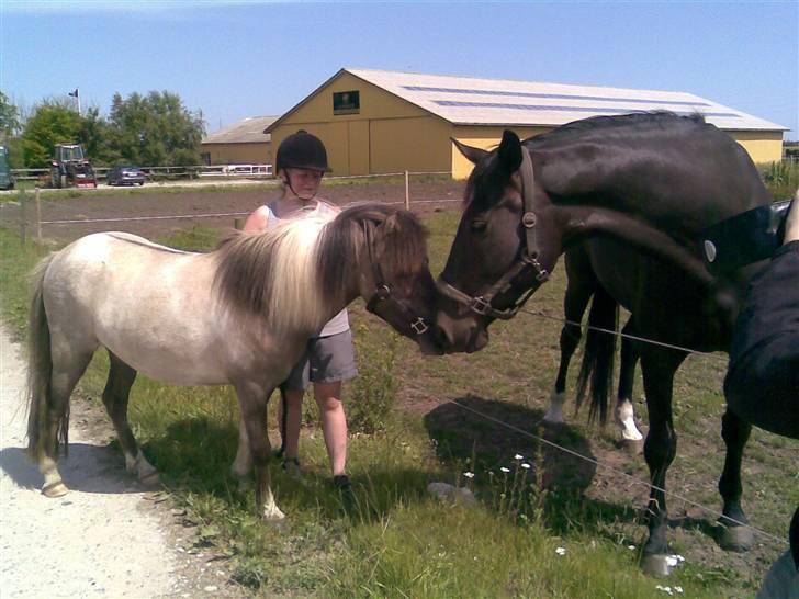 Anden særlig race Sir Duke - Snuse snuse :P billede 7