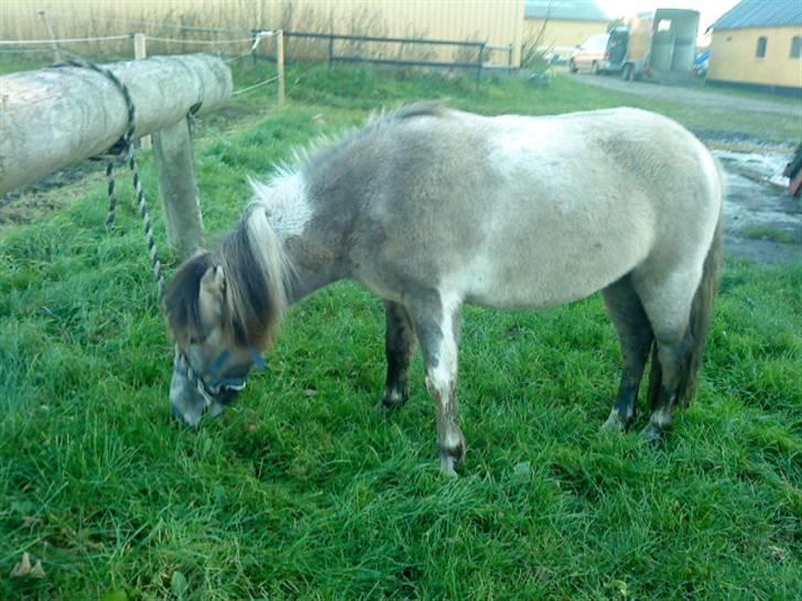 Anden særlig race Sir Duke - vinterbames <3 billede 8
