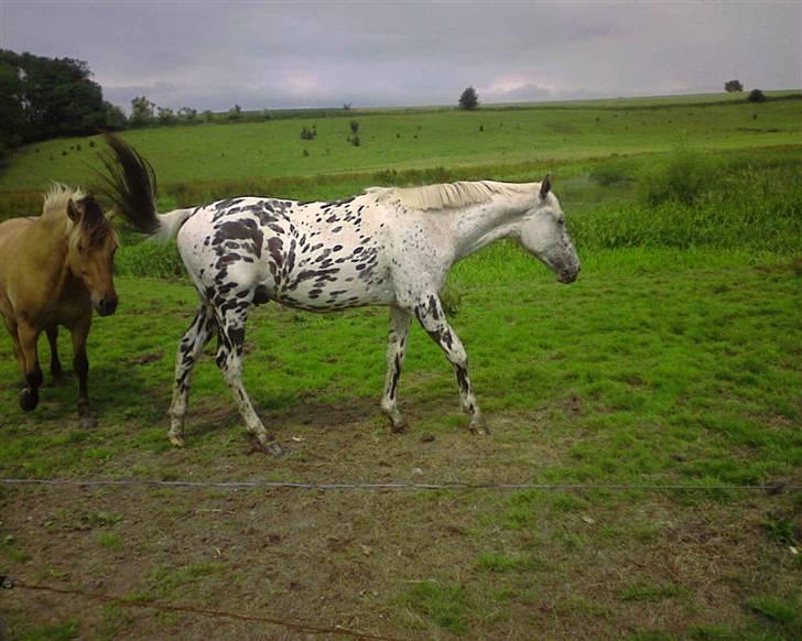 Knabstrupper Coco's Flying Seabiscuit billede 10