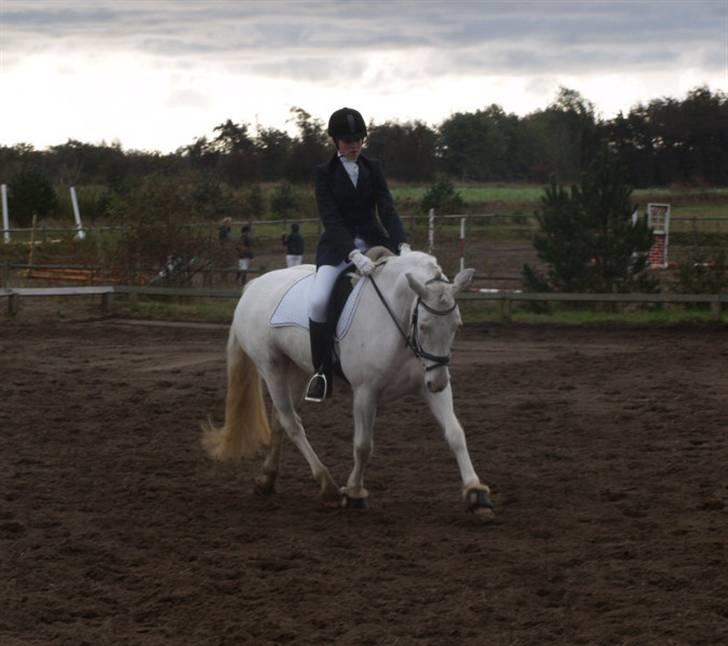 Anden særlig race Little miss Sandy delight - stævne snorgaarden Langholt. billede 17