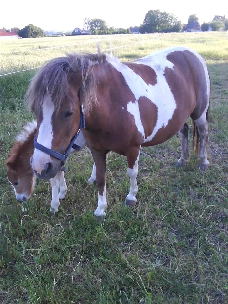 Shetlænder Cirkeline  billede 18