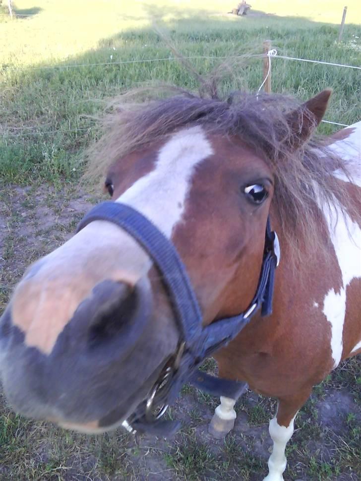 Shetlænder Cirkeline  billede 19