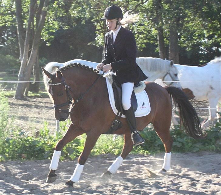 Welsh Pony af Cob-type (sec C) Kurt Russell *SOLGT* - Super lækker dressurhest er man jo også billede 10