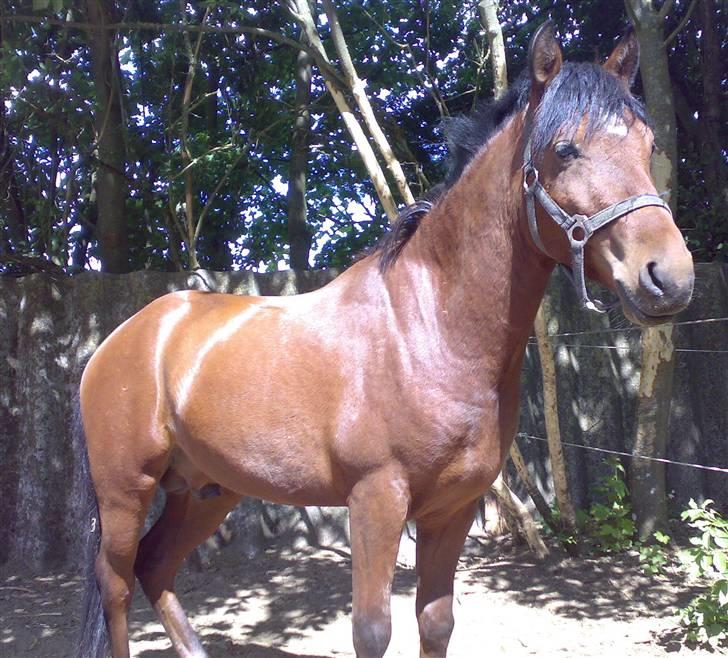 Welsh Pony af Cob-type (sec C) Kurt Russell *SOLGT* - Ja, her er jeg stadig hingst som det ses på billedet. Blev redet til som hingst billede 18