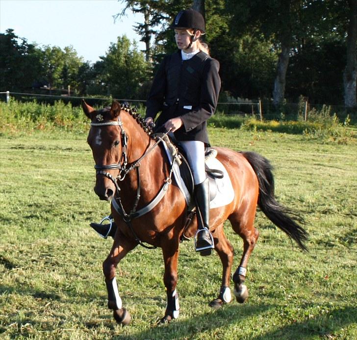 Welsh Pony af Cob-type (sec C) Kurt Russell *SOLGT* - Skønne mig, på springbanen billede 19