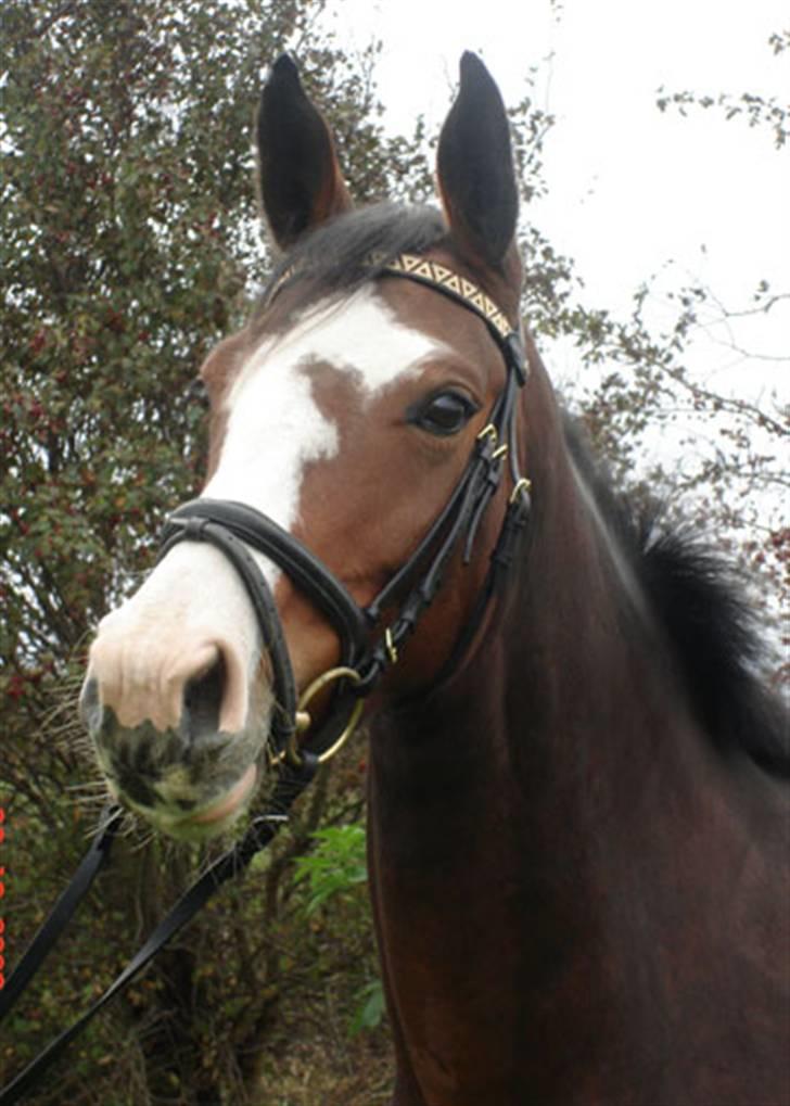 Dansk Varmblod Lavet - Lavet  billede 2