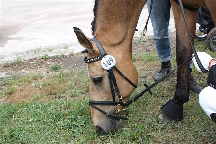 Anglo Araber (AA) Valentino  billede 14