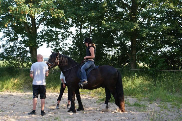 Irish Cob Crossbreed Thor - Thor har haft rytter på et par gange i foråret. Men de her billeder af taget den dag tilridningen for alvor gik i gang :) billede 8