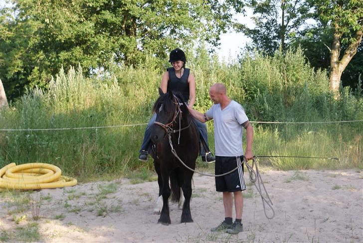 Irish Cob Crossbreed Thor billede 9