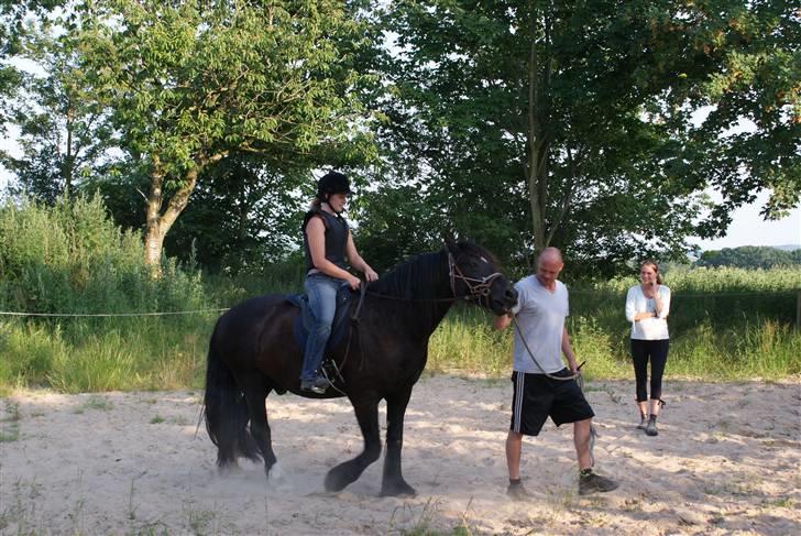 Irish Cob Crossbreed Thor billede 10