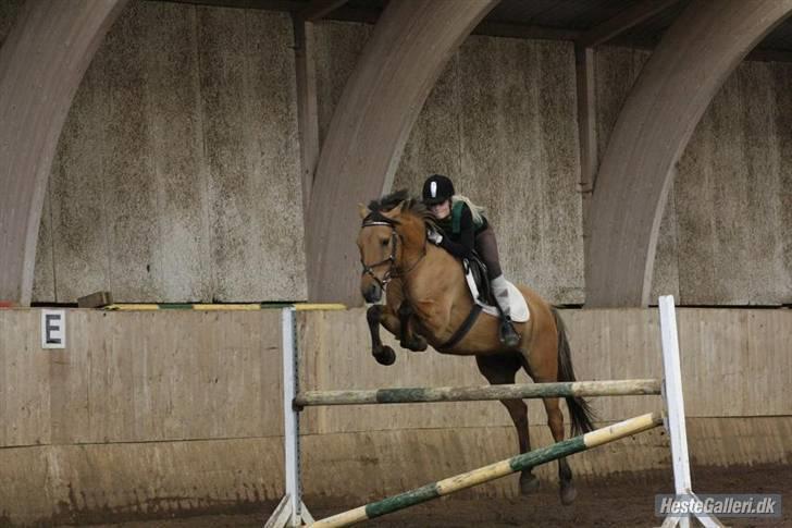 Anden særlig race Simson (Tidligere pony) - Spring Træning billede 10