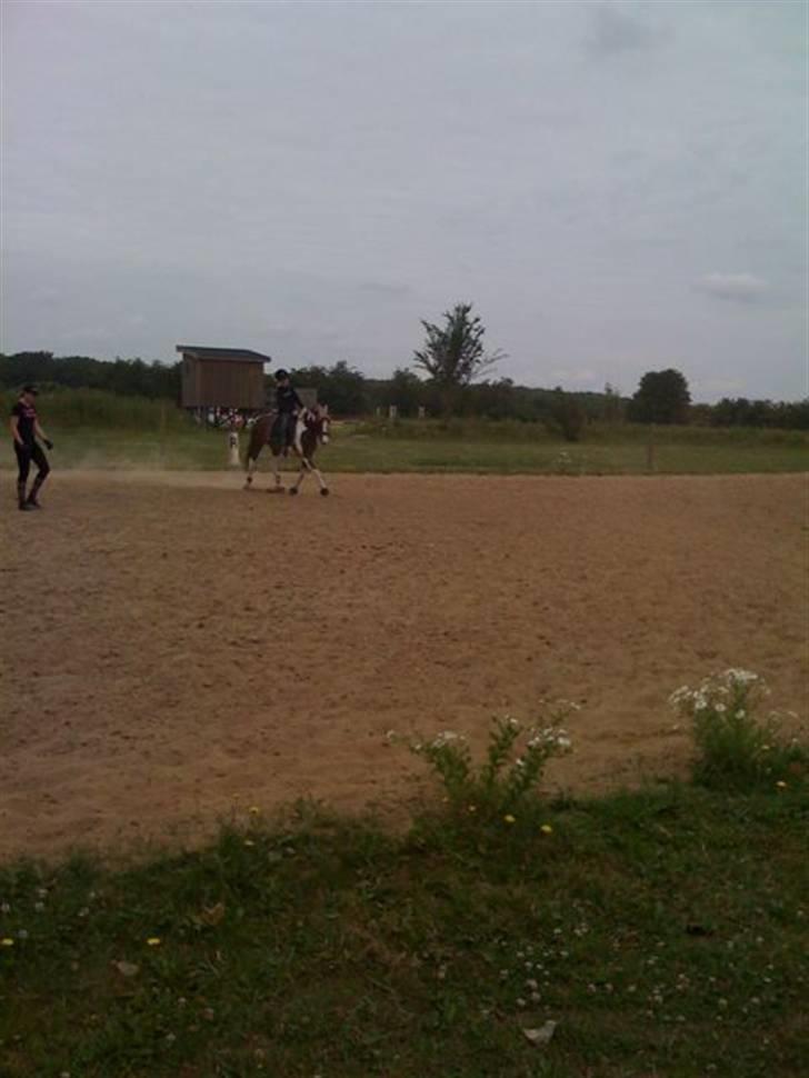 Anden særlig race Prinz - Da jeg prøvede ham første gang - laang tid siden!!
Billede: Mor billede 8