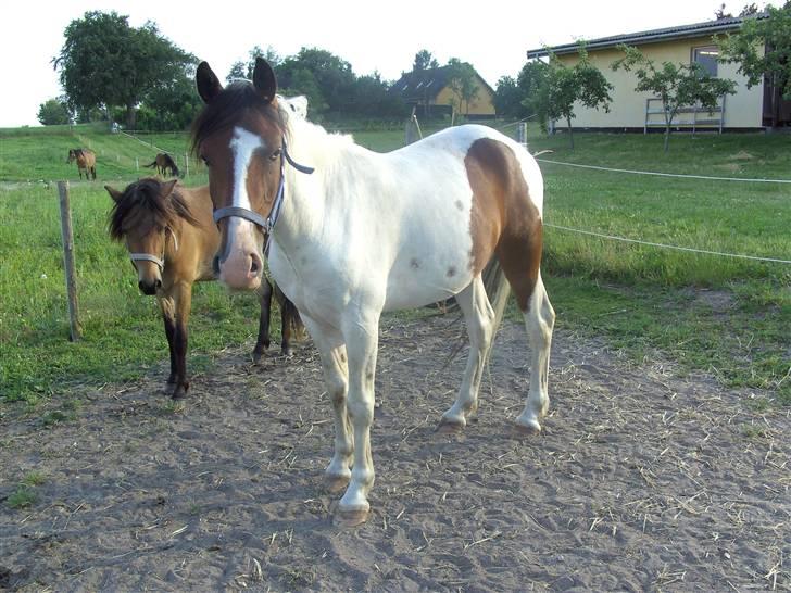 Anden særlig race Pepsie billede 20