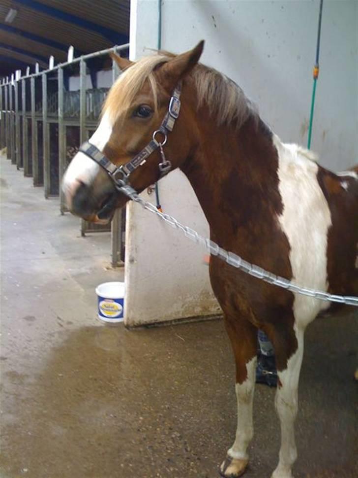 Anden særlig race Prinz - Første gang jeg så ham
Billede: Mor billede 6