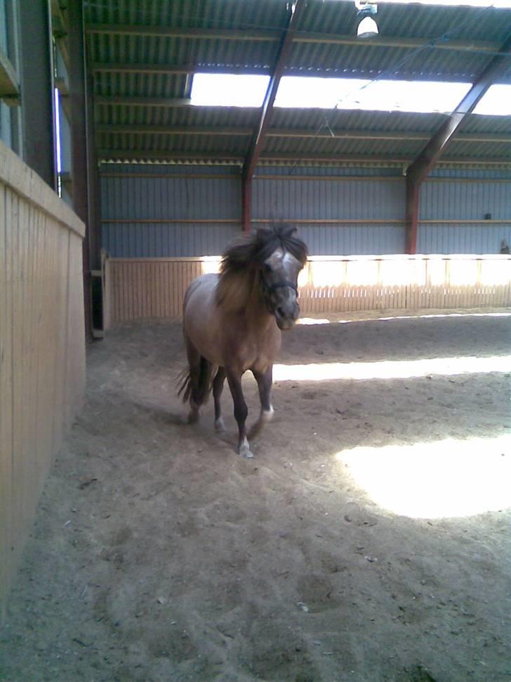 Anden særlig race Sir Duke - I fuld trav :P billede 9