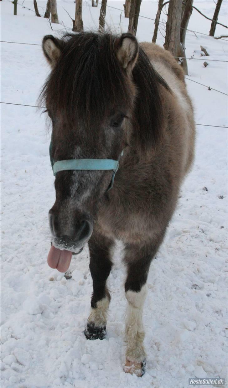 Anden særlig race Sir Duke - Nyt :D MEGA NUTTET :D Billedet er taget af Stephanie :P billede 11