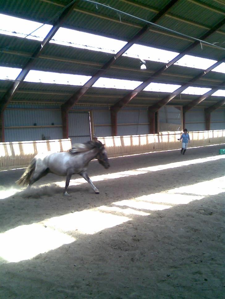 Anden særlig race Sir Duke - fuld fart frem <3 billede 12