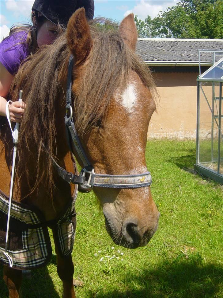 Anden særlig race Silas - Jaa græs nej det må du ikk øv... foto Camilla billede 13