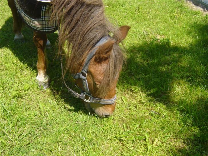 Anden særlig race Silas - Jaa jeg må spise græs nu rider vi ikk mere for i dag yes jo vi gør så. Fota Camilla billede 14