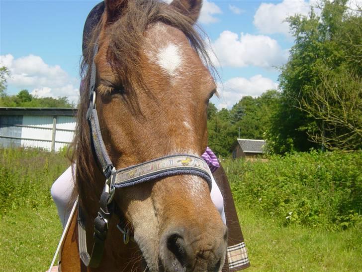 Anden særlig race Silas - Oka jeg kan godt være lidt fin nogle gange nej Silas du er altid fin. Foto Camilla billede 18