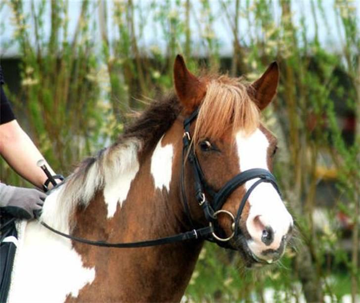 Anden særlig race Prinz - Så smuk og charmerende! billede 11