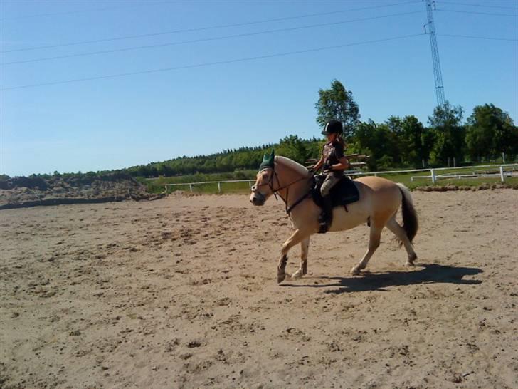Fjordhest urban fjordlyst *død*  - fynbo ride på ham  billede 10